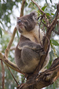 59 - Koala